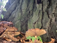 Hemipholiota populnea