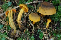 Cortinarius malicorius