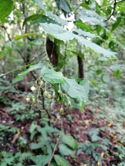 Tarenna