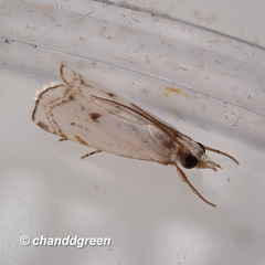 Pseudocatharylla duplicella