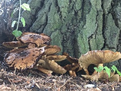 Hemipholiota populnea