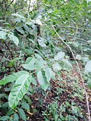 Tarenna