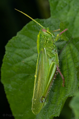 Chondracris bengalensis