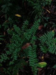 Adiantum trapeziforme