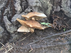 Hemipholiota populnea