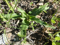 Cyanella