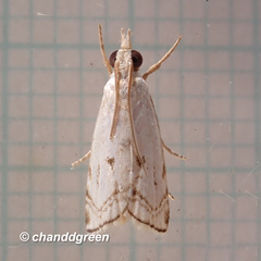 Pseudocatharylla duplicella