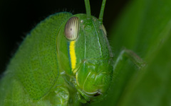 Chondracris bengalensis