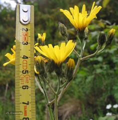 Hieracium glaucinum