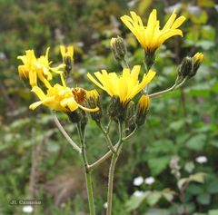 Hieracium glaucinum