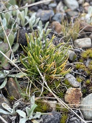 Oreobolopsis clementis