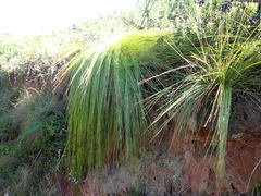 Schoenus gracillimus