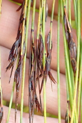 Schoenus gracillimus