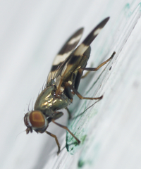 Chaetopsis massyla