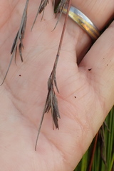 Schoenus gracillimus