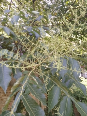 Rhus
