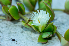 Delosperma tradescantioides