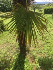 Trachycarpus