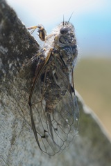 Amphipsalta