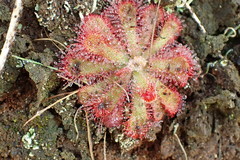 Drosera
