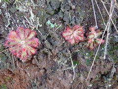 Drosera