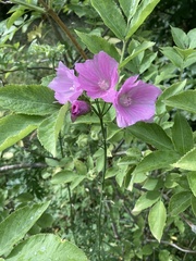 Malva trimestris