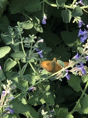 Lepidoptera