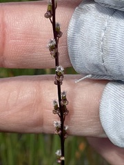 Triglochin palustris
