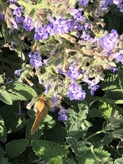 Lepidoptera