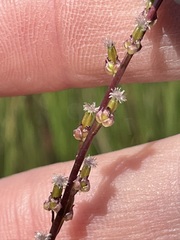 Triglochin palustris