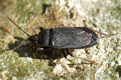 Neurocladus brachiidens