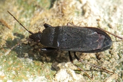Neurocladus brachiidens