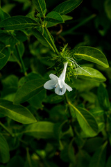 Barleria elegans orientalis