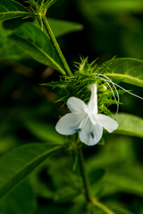Barleria elegans orientalis