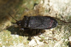Neurocladus brachiidens