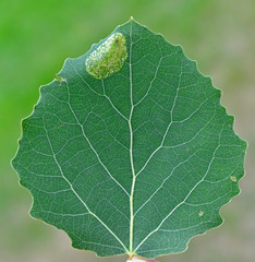 Phyllonorycter sagitella