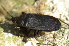 Neurocladus brachiidens