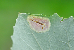 Phyllonorycter sagitella