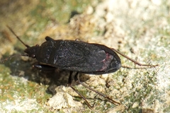 Neurocladus brachiidens