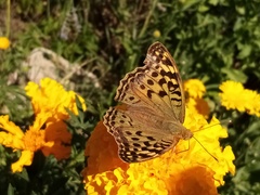 Argynnis pandora