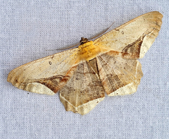 Chorodna metaphaearia