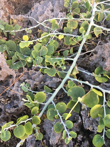 Capparis sepiaria image