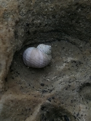 Littorina saxatilis