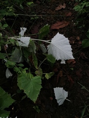 Onoseris onoseroides