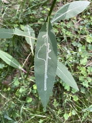 Phytomyza senecionis