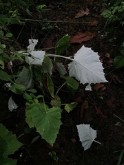 Onoseris onoseroides