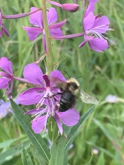 Bombus rufocinctus