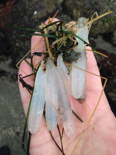 Myopsida