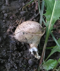 Basidiomycota