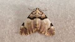 Anticlea derivata